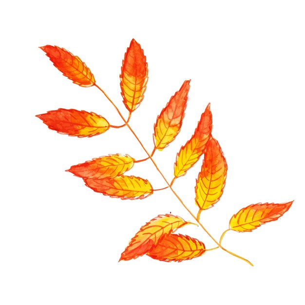 Bella acquerello Autumn Leaf