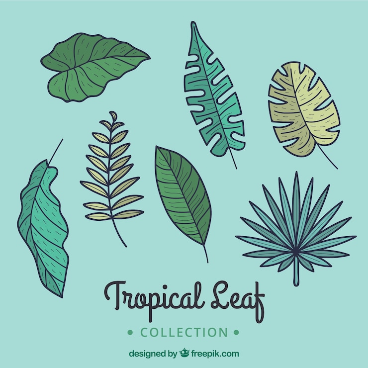Vettore gratuito bella collezione di foglie tropicali disegnata a mano
