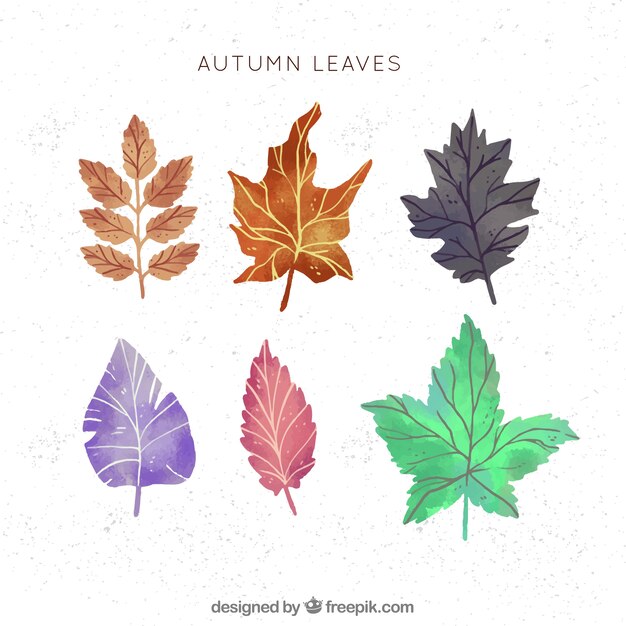 Bella foglie di autunno dell&#39;acquerello