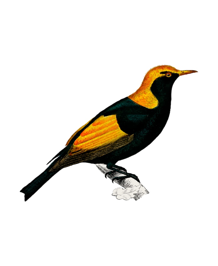 Vettore gratuito bowerbird reggente