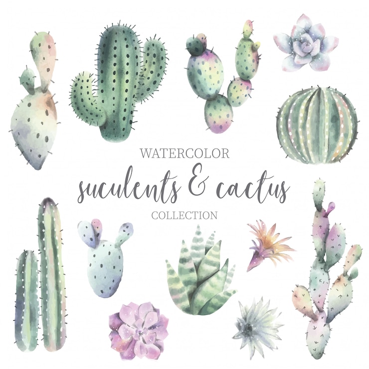 Vettore gratuito cactus acquerello carino e collezione suculenta