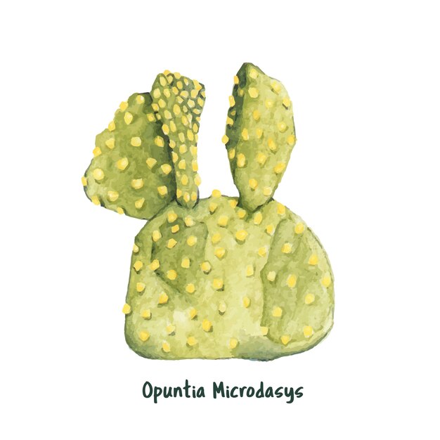 Cactus delle orecchie del coniglietto di opuntia microdasys disegnato a mano