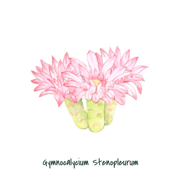Cactus di stenopleurum di gymnocalycium disegnato a mano