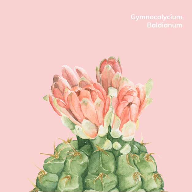 Cactus disegnato a mano di baldianum di Gymnocalycium