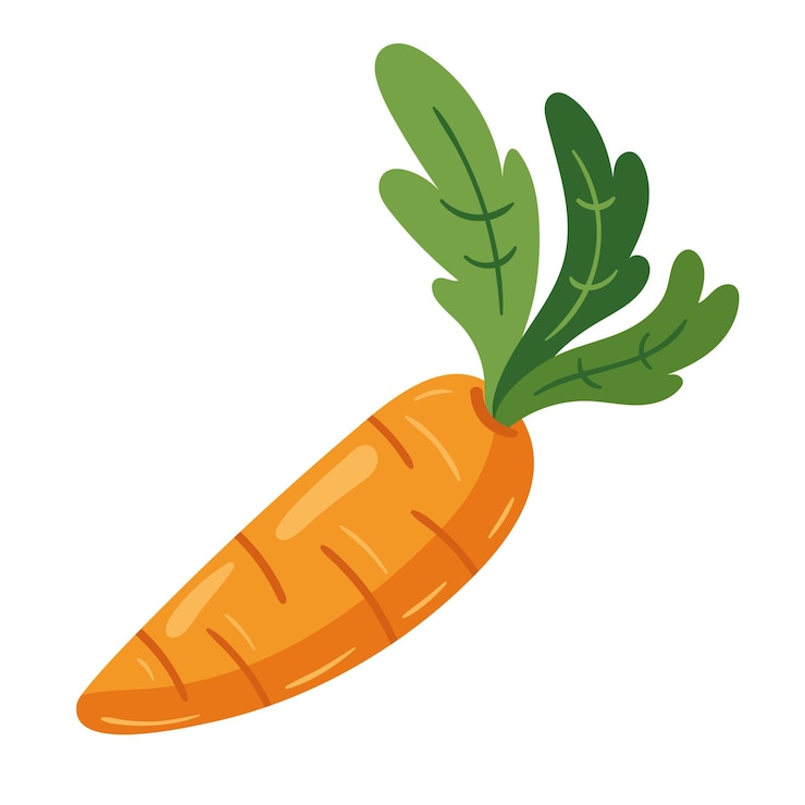 Vettore gratuito carota biologica fresca
