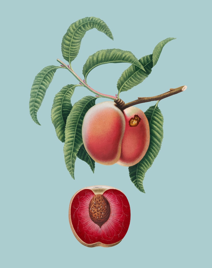 Vettore gratuito carota peach dall&#39;illustrazione di pomona italiana
