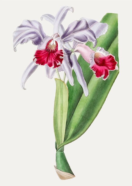 Cattleya cremisi