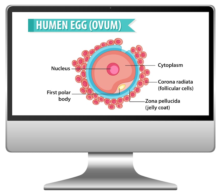 Vettore gratuito cellula uovo umana sul desktop del computer