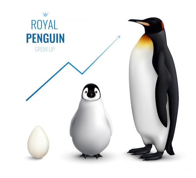 Ciclo di vita reale dei pinguini realistico con il pulcino dell'uovo adulto e che indica crescita sulla freccia