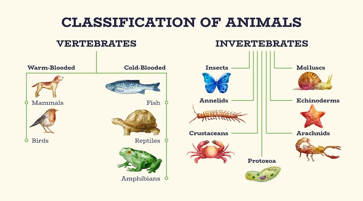 Vettore gratuito classificazione disegnata a mano di animali infografica