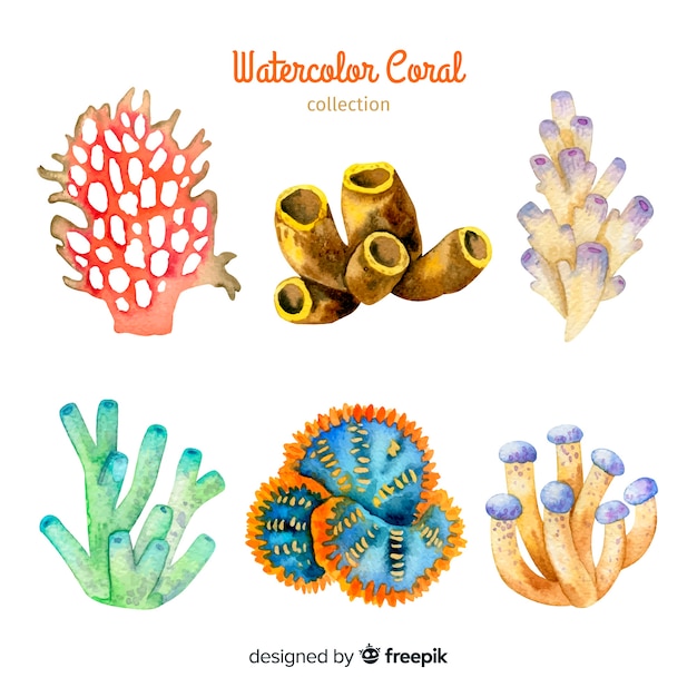 Collezione di coralli colorati disegnati a mano