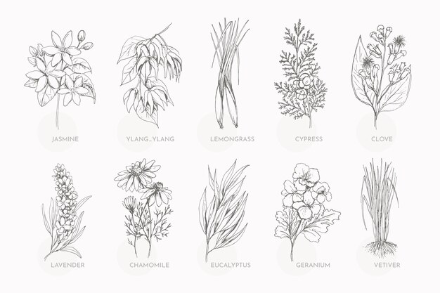 Collezione di erbe di olio essenziale disegnata a mano realistica