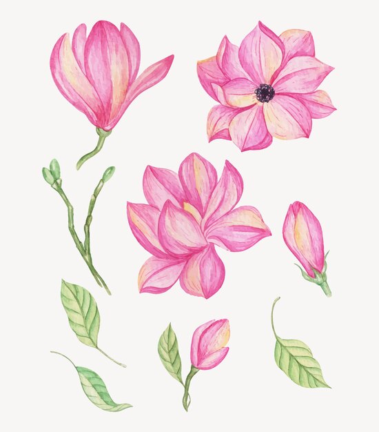 Collezione di fiori di magnolia dell'acquerello disegnato a mano