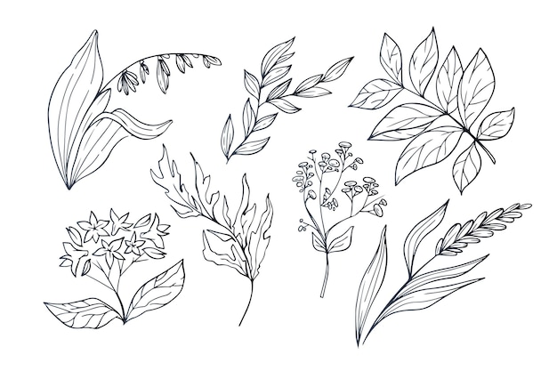 Collezione di fiori disegnati a mano