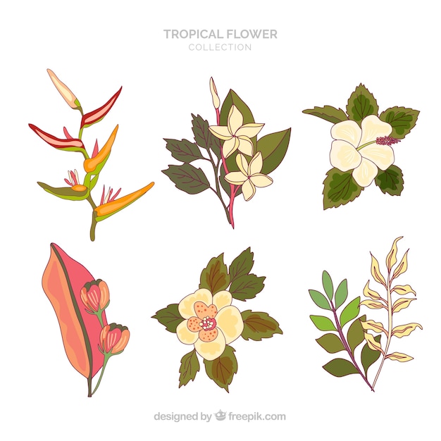 Collezione di fiori tropicali disegnata a mano incantevole