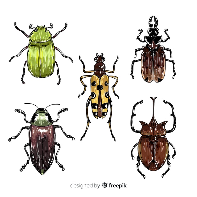 Collezione di insetti colorati disegnati a mano