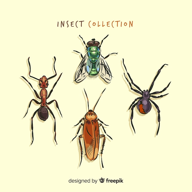 Collezione di insetti disegnati a mano realistico
