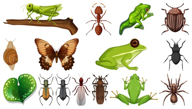 Collezione di insetti diversi isolati su sfondo bianco