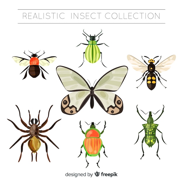 Collezione di insetti realistici