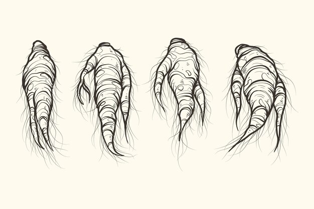 Collezione di piante di ginseng disegnata a mano realistica