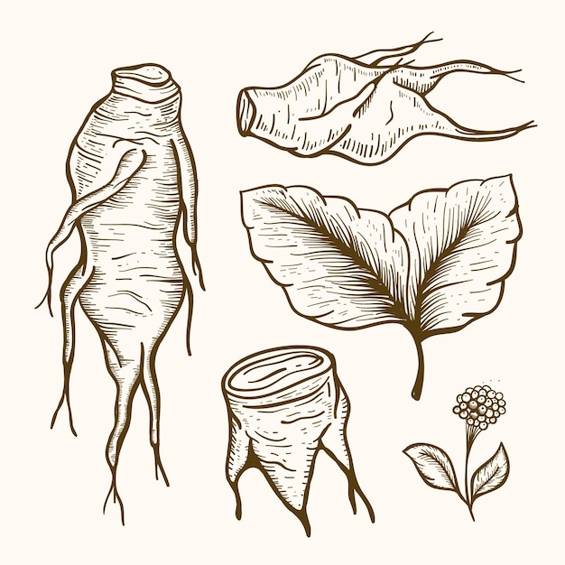 Collezione di piante di ginseng disegnata a mano realistica