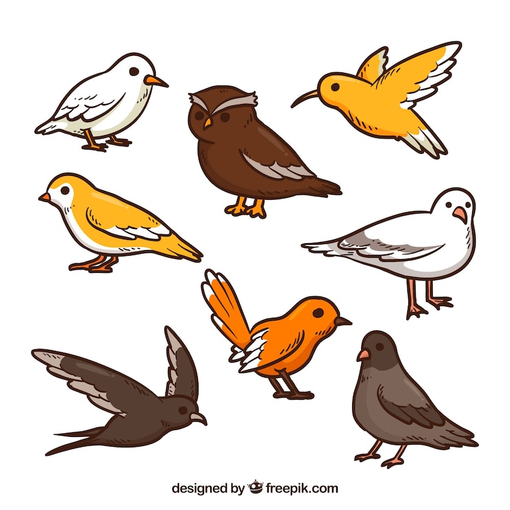 Vettore gratuito collezione di uccelli disegnati a mano