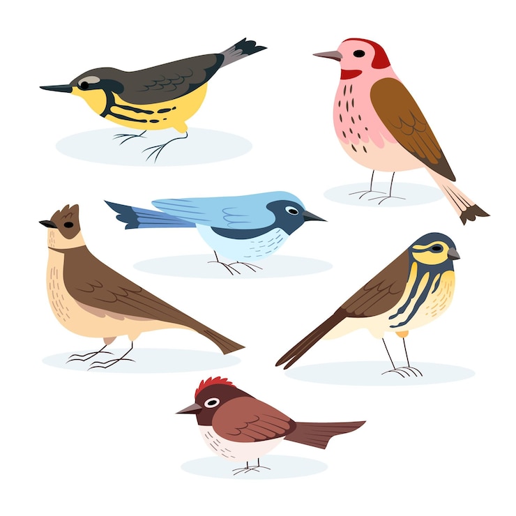 Vettore gratuito collezione di uccelli disegno