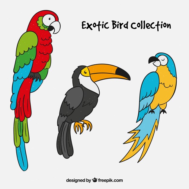 Collezione di uccelli esotici disegnati a mano