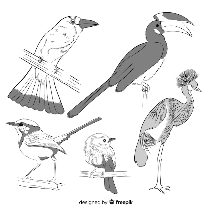 Vettore gratuito collezione di uccelli esotici disegnati a mano