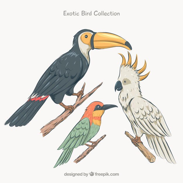 Collezione di uccelli esotici piatti