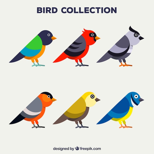 Collezione di uccelli piatti