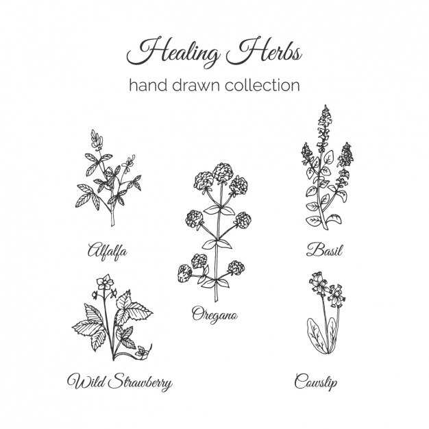 Vettore gratuito collezione disegnata a mano fiori
