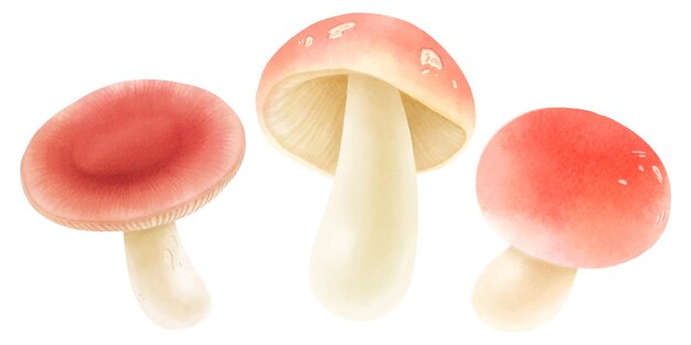 Collezione in stile acquerello di illustrazione di funghi