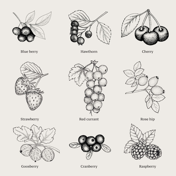 Vettore gratuito collezione vintage di bacche naturali