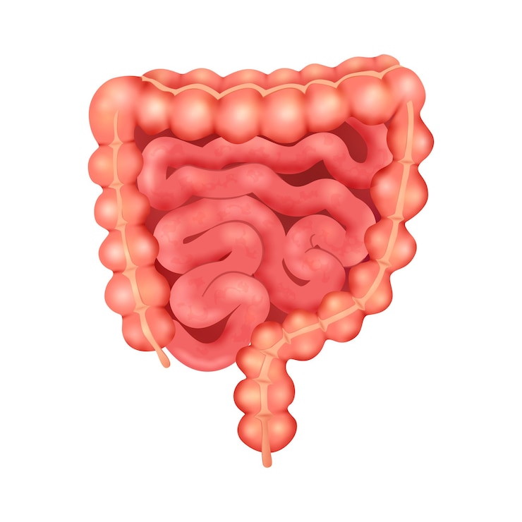 Vettore gratuito composizione anatomica realistica degli organi interni umani con l'immagine isolata dell'illustrazione vettoriale dell'intestino