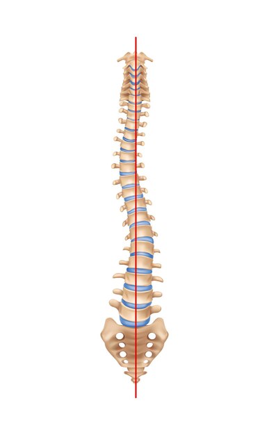 Composizione della scoliosi dell'anatomia della colonna vertebrale umana con immagine isolata della colonna vertebrale curva con ossa e illustrazione vettoriale in linea retta