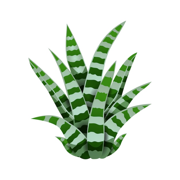 Composizione di cactus con immagine isolata della pianta di serpente su bianco