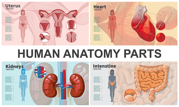 Composizione di organi umani del fumetto con la donna profila l'anatomia dell'utero del cuore dell'intestino dei reni