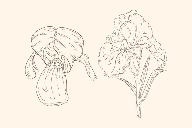 Contorno di fiori disegnati a mano