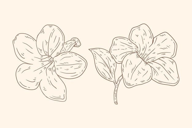 Contorno di fiori minimalisti disegnati a mano
