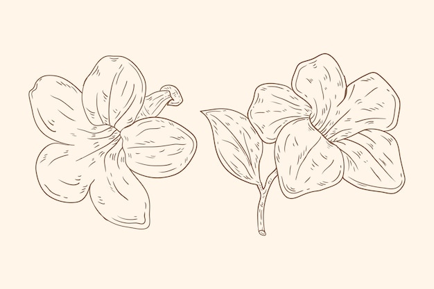 Contorno di fiori minimalisti disegnati a mano