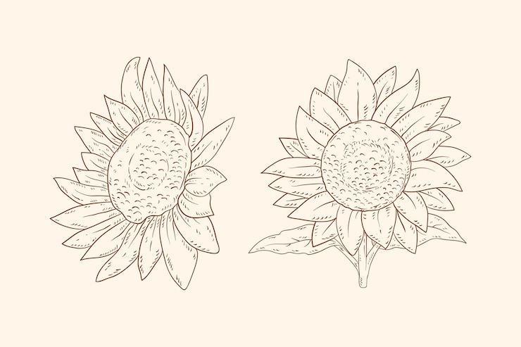 Vettore gratuito contorno di girasoli in stile disegnato a mano