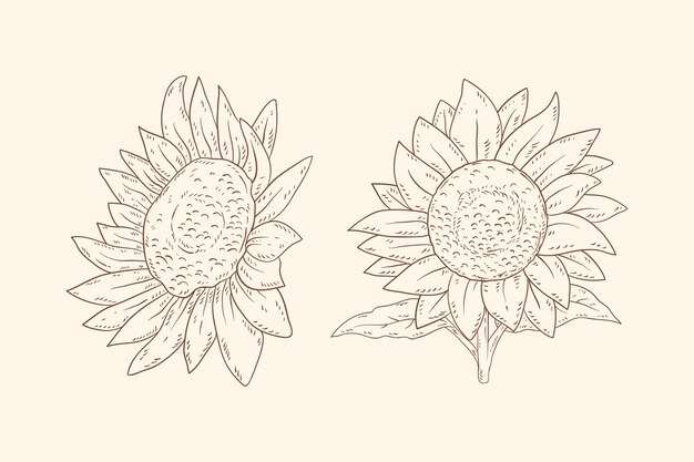 Contorno di girasoli in stile disegnato a mano