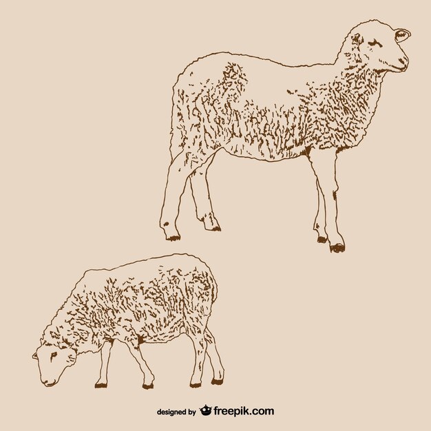 Coppia di agnelli
