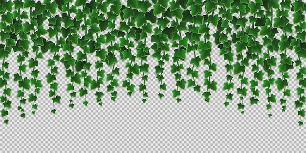 Cornice di edera rampicante, foglie verdi di rampicante
