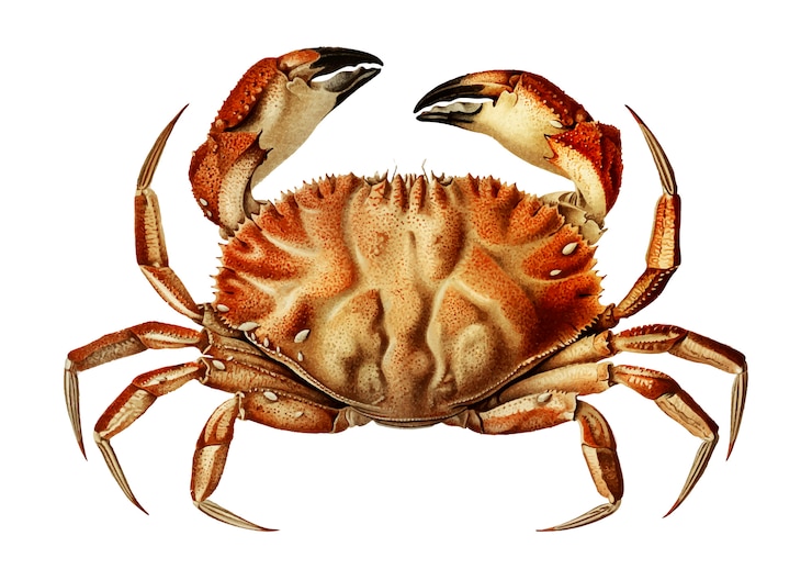Vettore gratuito crab di dungeness