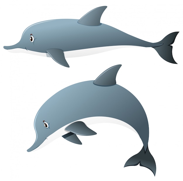 Delfini in due azioni