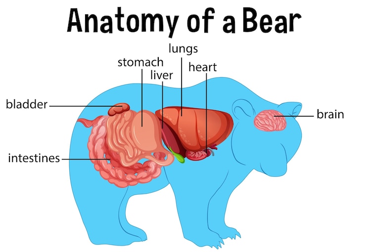Vettore gratuito diagramma che mostra gli organi interni di un orso