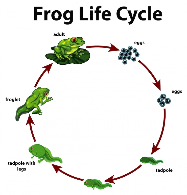 Vettore gratuito diagramma che mostra il ciclo di vita della rana
