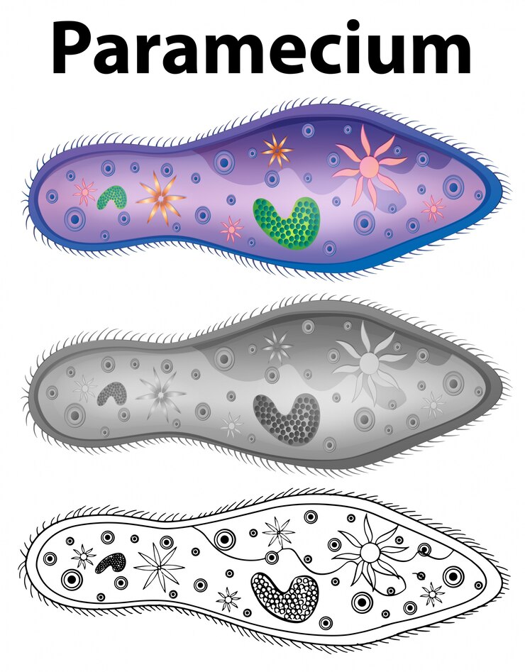 Vettore gratuito diagramma che mostra il paramecio in tre disegni